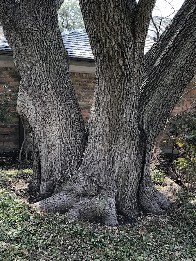 Mature heritage tree close to a Avon property cared for by certified arborists